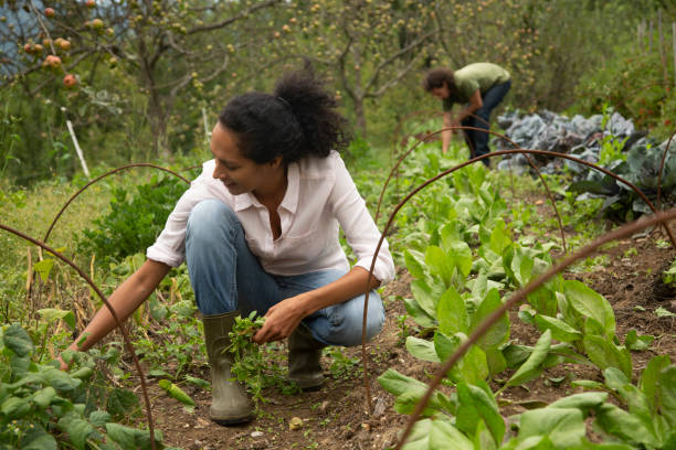 istock Young woman working in farm 1190855137