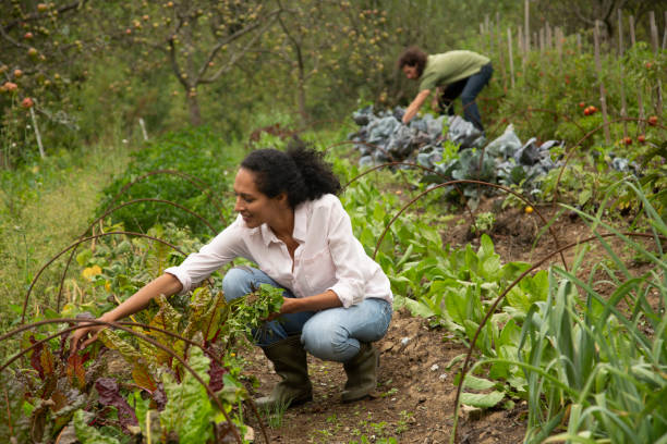 istock Young woman working in farm 1190855140