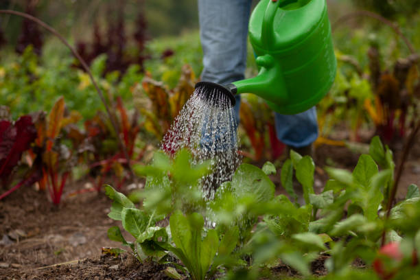 Young woman watering vegetables in farm