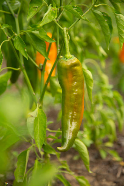 istock Green chili pepper growing in farm. 1190855160
