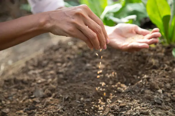 Close-up of woman's hand sowing seed in soil.
