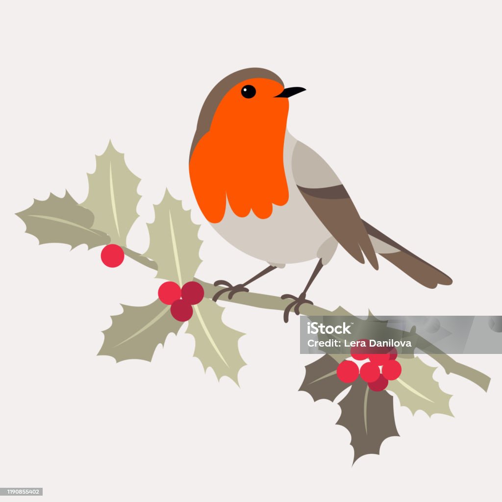 Christmas Bird Robin Bird Sits On Sprig Of Holly With Berries Stock