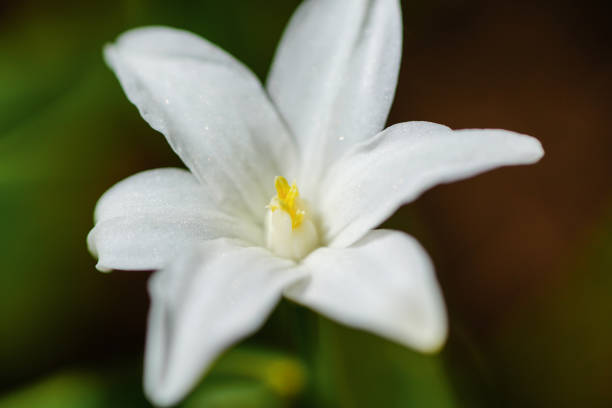 istock The first flowers of spring 1190855552