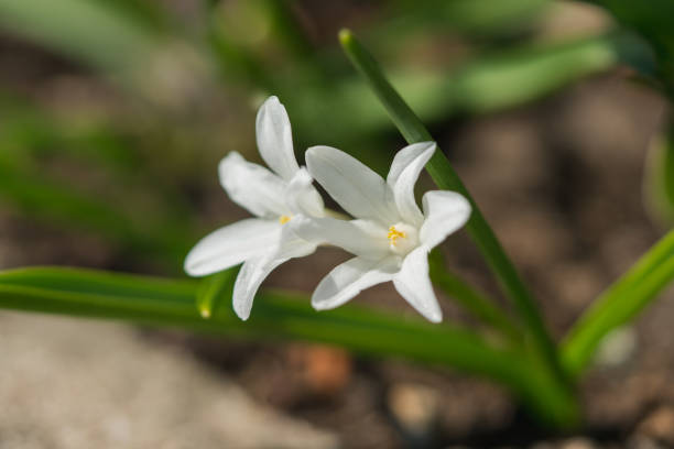 istock The first flowers of spring 1190855566