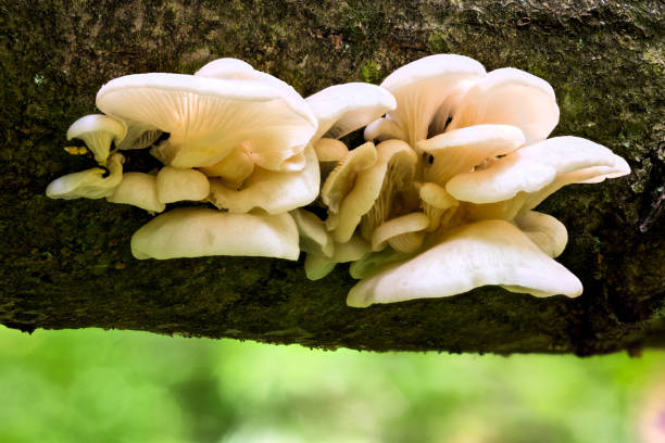 istock White oyster mushrooms on horizontal black log in summer forest closeup with selective focus and boke blur. 1190856330