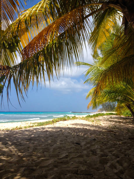 istock Beautiful day at a Barbados island beach 1190857091