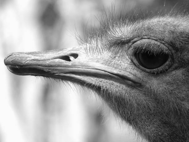 istock Portrait of an ostrich 1190858404