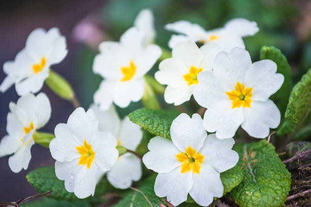 fleurs blanches de primevères fleurissant dans le stationnement - primrose photos et images de collection