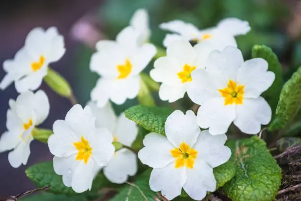 White primroses flowers blooming in the park close up