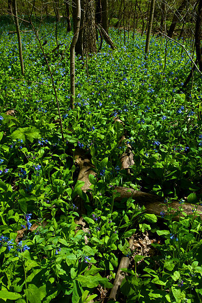 istock Virginia Bluebell Flowers 119086094