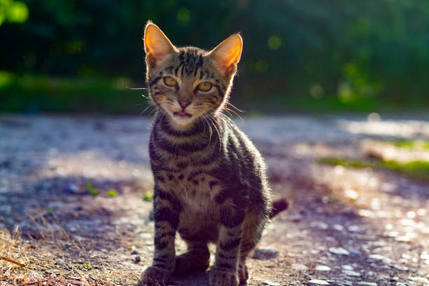 istock One small shorthair tabby kitten walking in garden 1190861098