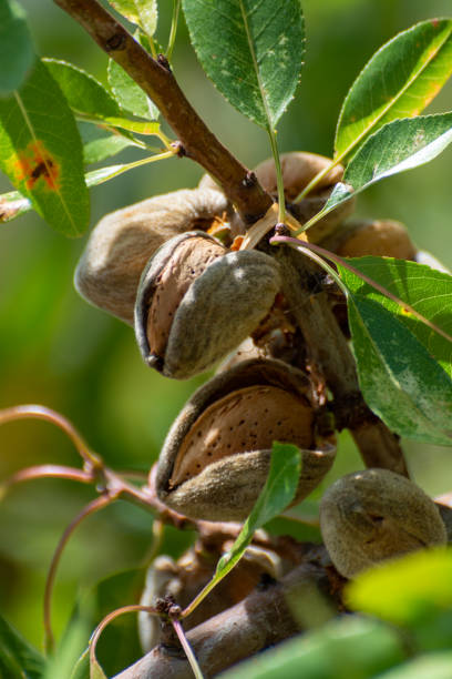 istock Ripe almond nuts on tree ready for harvest 1190861172