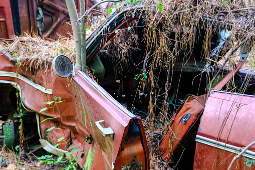 Crushed Red Car Covered in Pine STraw in a Junkyard