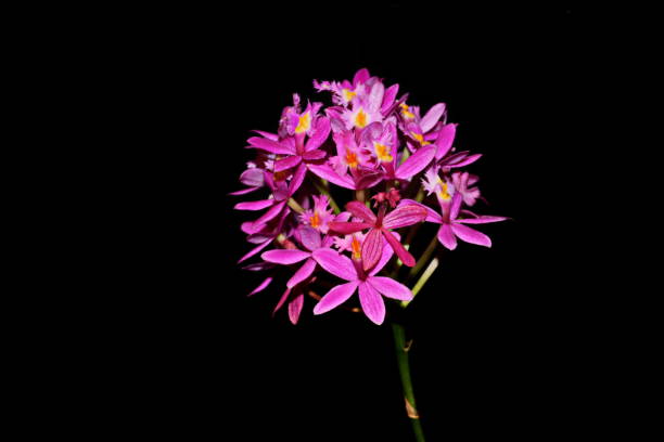 istock Beautiful orchid 1190862711