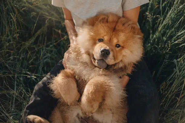 adorable chow chow dog lying on the back in owners lap