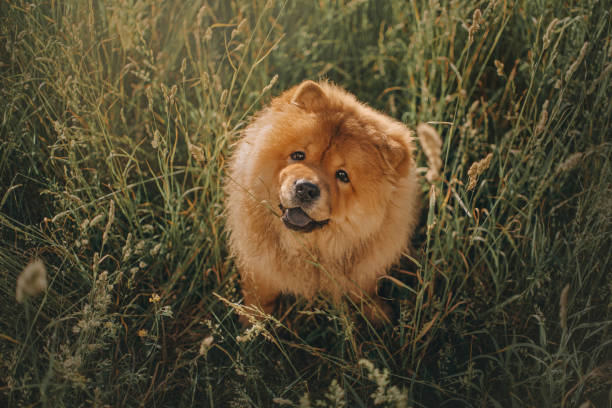 夏に背の高い草の中でポーズをとる幸せなチャウチャウ犬 - chow domestic animals animal beautiful ストックフォトと画像