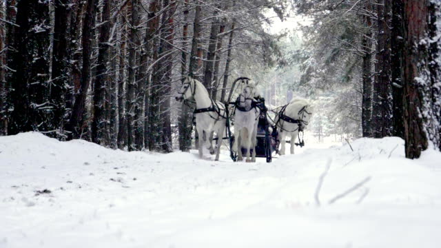 Russian troika three white horses pulling a sleigh in winter forest. Slow motion. HD