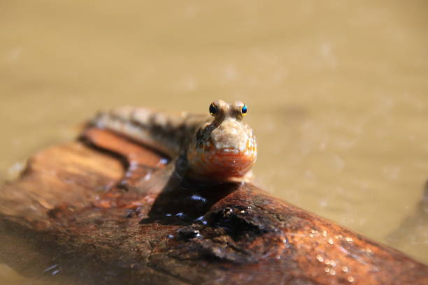 istock Close up mudskipper fish,Amphibious fish Lying on a log and looking at camera in the mangrove forest 1190864882