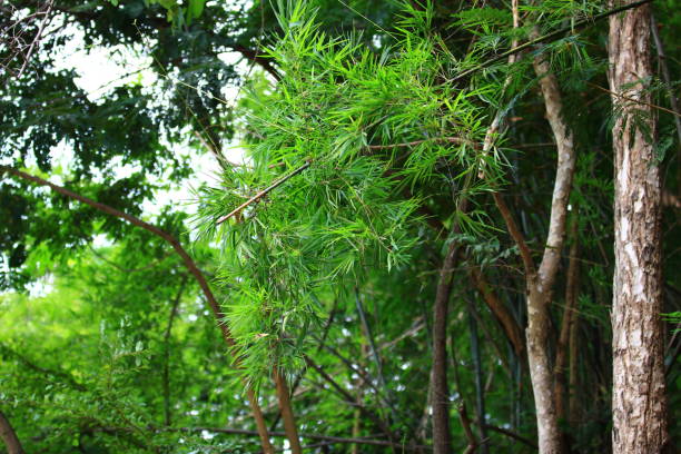 istock bamboo branch in the forest,Bamboo branch with a backdrop of forest and trees 1190865003