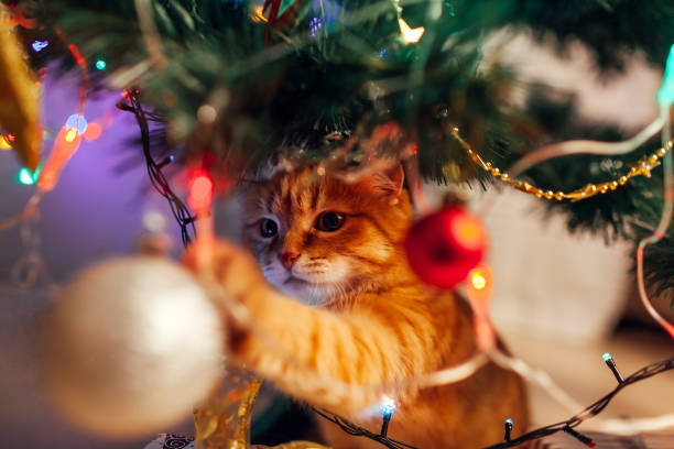 Ginger cat sitting under Christmas tree and playing with toys and lights. Christmas and New year concept stock photo