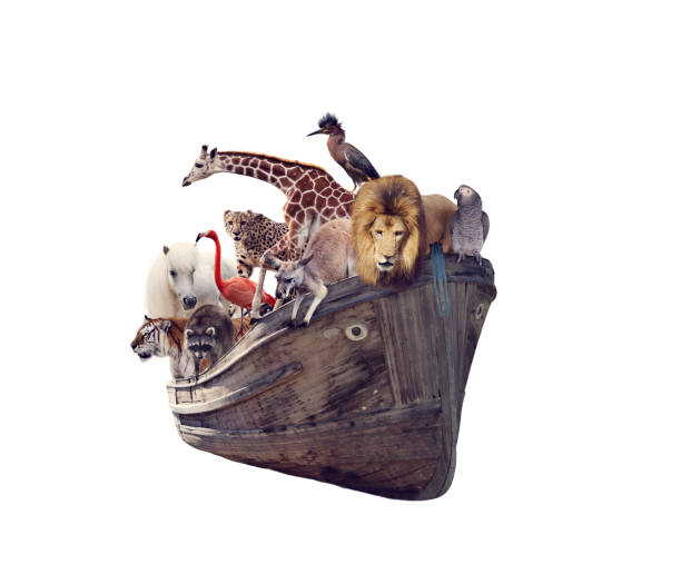 vieux bateau avec des animaux et des oiseaux sauvages sur le fond blanc - arche de noé photos et images de collection