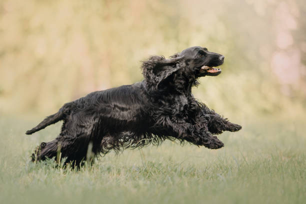 istock english cocker spaniel dog running outdoors in summer 1190868046