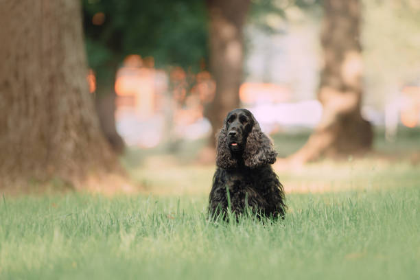 istock black english cocker spaniel dog sitting in the park 1190868135