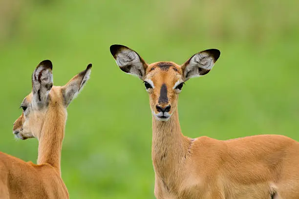 Photo of Impala