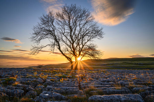 Sunstar at Malham Lings Lone Ash Tree Above Malham Village in the Yorkshire Dales there is an area of Limestone Pavement known as Malham Lings pennines photos stock pictures, royalty-free photos & images