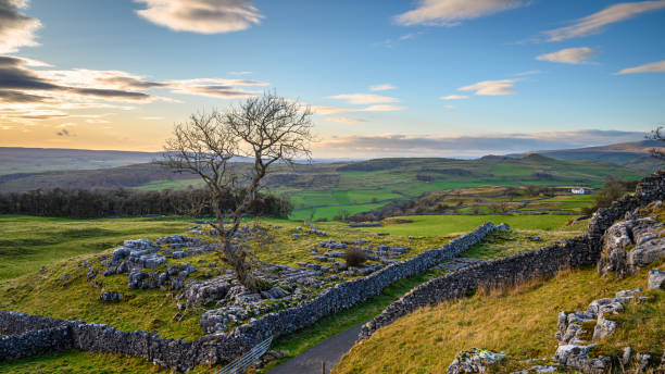 istock Elevated View of Single Tree at Winskill Stones 1190869062
