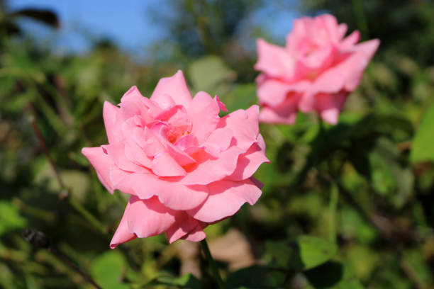 istock Pink roses in summer 1190869306