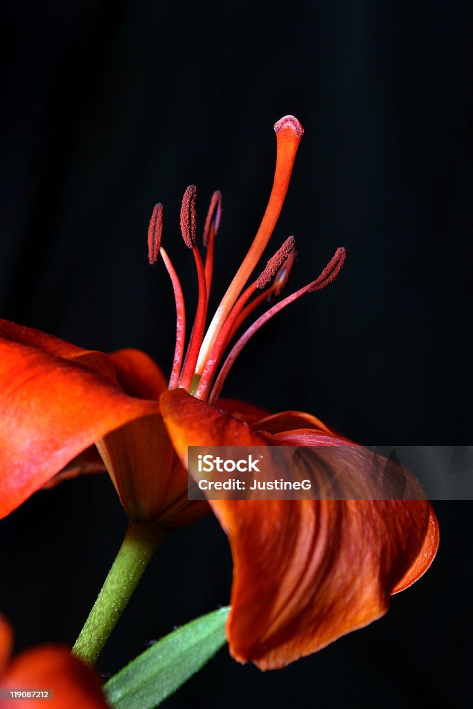 orange lily - Lizenzfrei Blütenblatt Stock-Foto