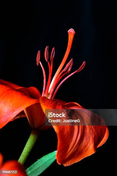 Orange Lily Stockfoto und mehr Bilder von Blütenblatt - Blütenblatt, Farbbild, Fotografie