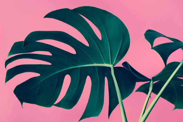 istock Selective focus of monstera leaves (leaf) on colorful for decorating composition design background. 1190872330
