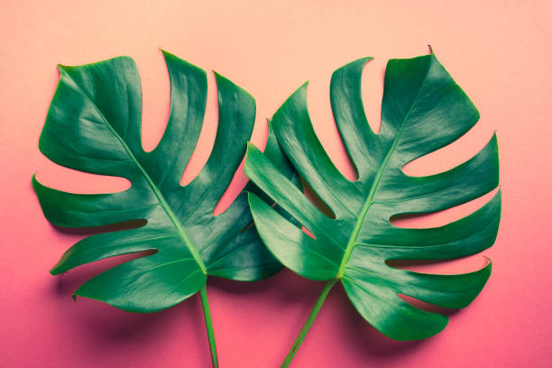 istock Beautiful monstera leaves (leaf) on colorful for decorating composition design background 1190872366