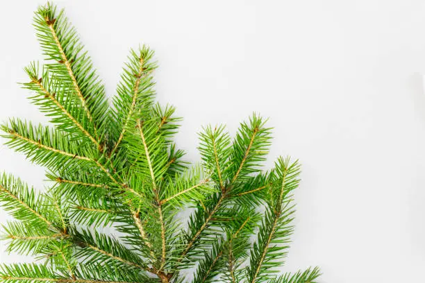 Photo of Green branches of fresh spruce closeup isolated on a gray white background. Concept banner postcard for Christmas and New Year. Copy space