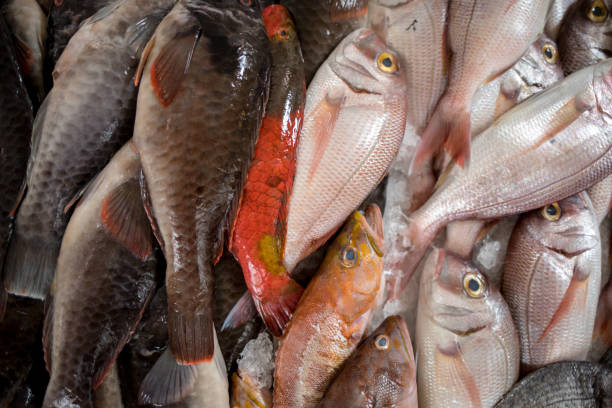 istock Fresh fish for sale at a fish market 1190873138