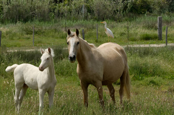 istock Camargue Horse with cattle egret 1190874319