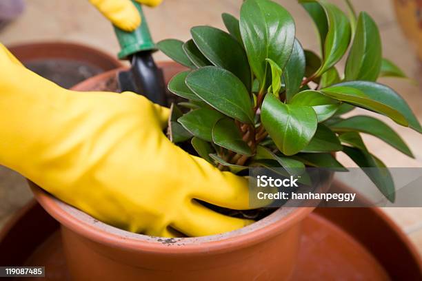 Gardening Stock Photo - Download Image Now - Agriculture, Color Image, Dirt