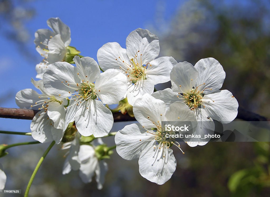 Cherry blossom - Lizenzfrei Apfel Stock-Foto
