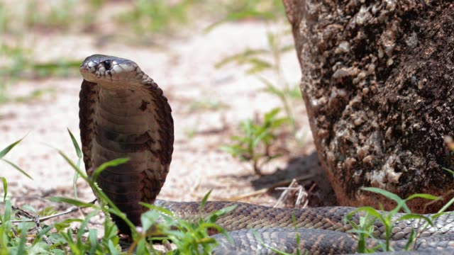 Cobra head up in South Africa. The dangerous snake is crawling near rocks - close-up view - Reptile & Animal concept