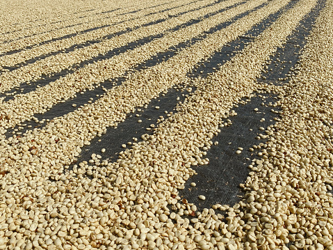 Coffee beans are drying at coffee farm, Thailand