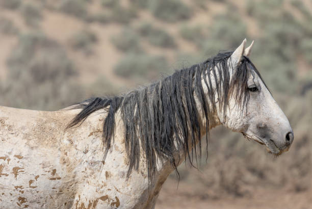 istock Wild Horse in Summer 1190878543