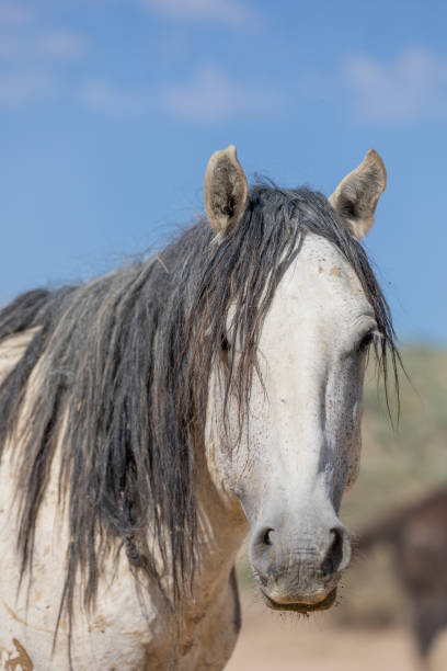 istock Wild Horse in Summer 1190878726