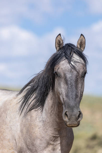 istock Wild Horse in Summer 1190878768