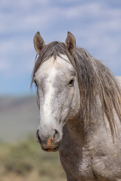 istock Wild Horse in Summer 1190878833