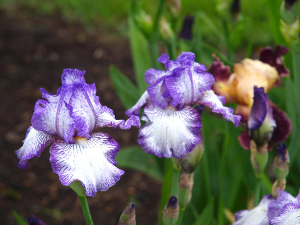istock A variety of purples irises 1190880059