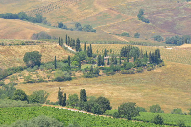 istock Beautiful Tuscan landscape with a winding cypress path, colorful fields, vineyards, olive trees on a sunny summer day. Italy. 1190880476