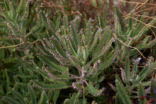 칼란초 휴튼이 - perennial houseplant kalanchoe succulent plant 뉴스 사진 이미지