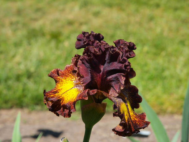istock A variety of red irises 1190881632